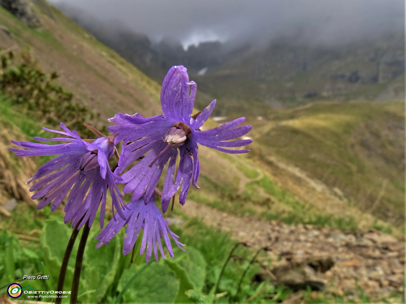 41 Soldanella pusilla (Soldanella della silice).JPG